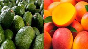 Especialistas debatieron en Áncash sobre la problemática productiva del palto y mango