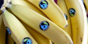 Estaciones agrometeorológicas monitorearán banano orgánico en Piura