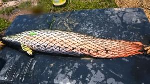 Estudian la diversidad del paiche en la región Ucayali para fortalecer la piscicultura amazónica