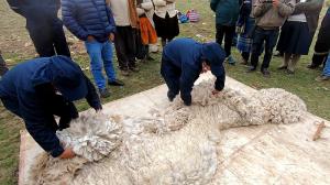 Existe oportunidad para jóvenes en zonas altoandinas para la crianza y cadenas tecnológicas en producción de fibra de alpacas