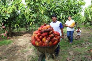 Existen zonas viables en nuestro país para cultivo de cacao por bajos niveles de cadmio