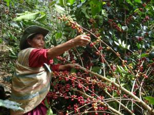 EXPERTOS EN MANEJO DE CAFÉ CAPACITARÁN A TÉCNICOS AGRICULTORES PERUANOS