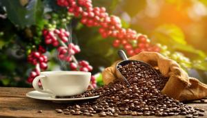Exportación peruana de café inicia el 2024 con pie derecho