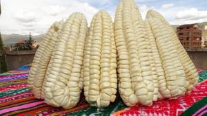 Exportación peruana de maíz blanco del Cusco empezó el año con ventas por más de US$ 1 millón en enero