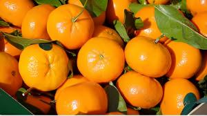 Exportación peruana de mandarina disminuyó 17% en volumen y 21% en valor en 2022