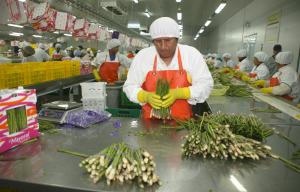  EXPORTACIONES AGRARIAS SUMARON US$ 1.403 MILLONES 