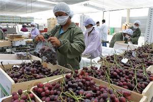 Exportaciones agroindustriales de Perú a Centroamérica sumaron US$ 193.851.000 en 2023