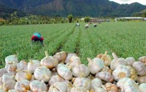 Exportaciones de ajos frescos de Perú crecieron en valor 378.2%