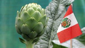 Exportaciones de alcachofa de Perú alcanzaron las 3.093 toneladas en mayo de 2025, mostrando un alza de 14%