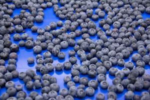 Exportaciones de arándanos de Perú a China caen en volumen -28%