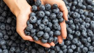 Exportaciones de arándanos del hemisferio sur alcanzaron las 436.431 toneladas en la temporada 2024/2025, registrando un aumento de 28%