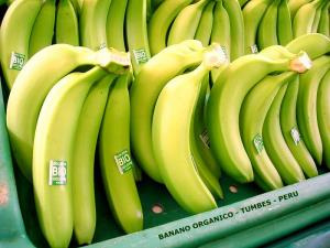 Exportaciones de banano fresco tipo Cavendish caen -17% en volumen y -10% en valor entre enero y octubre de 2023