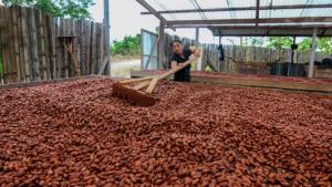Exportaciones de cacao en grano caen -55.06% en valor y -21,11% en volumen a septiembre del 2026