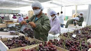  Exportaciones de frutas y hortalizas sumaron US$ 6.983 millones