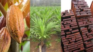 Exportaciones de la Amazonía peruana sumaron US$ 356 millones en el primer trimestre de 2025, mostrando un alza de 67%