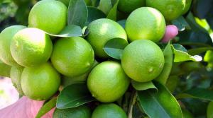 Exportaciones de limón Tahití sumaron US$ 2 millones en el primer bimestre de 2020
