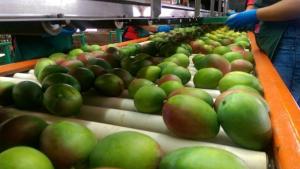 Exportaciones de mango fresco crecen en valor 17.15% a septiembre de 2026