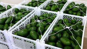 Exportaciones de palta a Chile crecen 123.2% en valor y 81.8% en volumen a mayo de 2026
