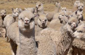 Exportaciones de productos de alpaca crecieron 25% de enero a  noviembre 2018