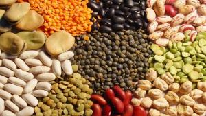 Exportaciones de semilla crecen 18% en valor