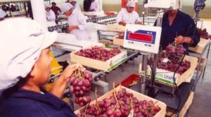 EXPORTACIONES DE UVAS A ESTADOS UNIDOS CRECIERON 44.2%
