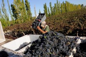 EXPORTACIONES DE UVAS CRECIERON 10% EN LOS PRIMEROS 8 MESES DEL AÑO