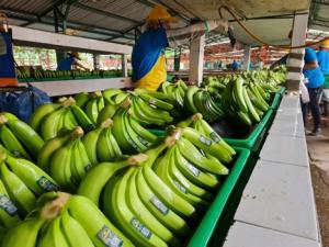 Exportaciones ecuatoriano de banano registran alza de +6% en 2023 tras dos años de caídas