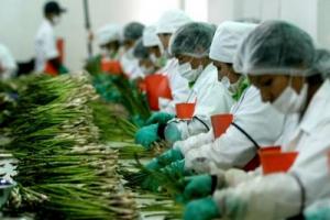 EXPORTACIONES HORTOFRUTÍCOLAS DE ICA CRECIERON 15 VECES EN ÚLTIMOS 15 AÑOS