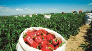 Exportaciones lambayecanas crecieron 37.4% el primer bimestre del año