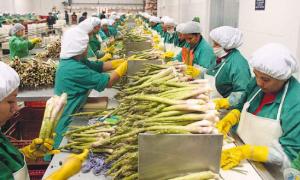 EXPORTACIONES PERUANAS A ESTADOS UNIDOS CAEN 9.5% EN ENERO DE ESTE AÑO