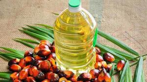 Exportaciones peruanas de aceite de palma sumaron 145.685.506 kilos por US$ 192.355.738 en 2022