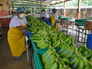 Exportaciones peruanas de banano fresco caen -17% en volumen y -10% en valor en el primer semestre del 2023