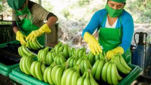 Exportaciones peruanas de banano fresco totalizaron 13.747 toneladas por US$ 11.05 millones en abril de 2025