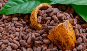 Exportaciones peruanas de cacao batirán récord en volumen y valor al cierre de 2023