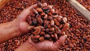 Exportaciones peruanas de cacao en grano sumaron US$ 754 millones entre enero y noviembre de 2024, mostrando un alza de 263.6%