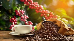 Exportaciones peruanas de café alcanzarían los US$ 1.200 millones este año, gracias a altos precios en el mercado internacional