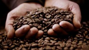 Exportaciones peruanas de café crecieron casi tres veces en volumen y más del triple en valor en enero de 2024