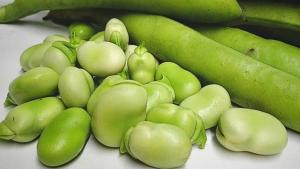 Exportaciones peruanas de habas crecieron +78% en volumen en febrero de este año