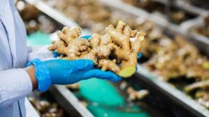 Exportaciones peruanas de jengibre fresco crecieron en volumen 29%, pero cayeron en valor 5% en febrero