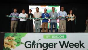 Exportaciones peruanas de jengibre se recuperarían en el 2025 luego de caer en 2024