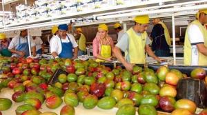 Exportaciones peruanas de mango fresco crecieron de manera acelerada en septiembre de 2023
