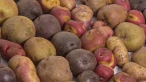 Exportaciones peruanas de papa y sus  derivados sumaron US$ 935 mil en el primer trimestre de 2025