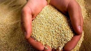 Exportaciones peruanas de quinua superaron los US$ 152 millones por 54.700 tn en 2025