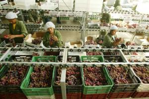 Exportaciones peruanas de uva ascienden a US$ 1.058 millones en los tres primeros meses de la campaña 2023/2024, registrando un alza de +40%