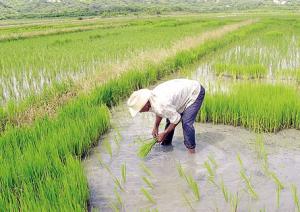 Falta de lluvias afecta siembras de arroz en el norte