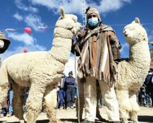 Fibra de alpaca más fina del mundo está en poblado puneño de Quelcaya