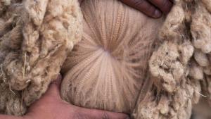 Fibra de alpaca más fina del mundo se produce con gas natural de Petroperú