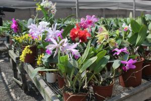 Flores, plantas y follaje en el exterior sumaron más de US$ 5.5 millones