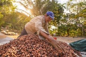 ¿Formalizar la propiedad de la tierra de 350.000 productores de café y cacao amenazaría el bosque amazónico?