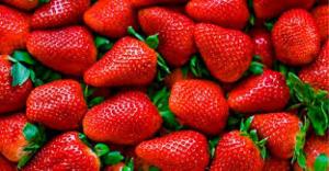 Fresa peruana llegó a 11 mercados en febrero de 2025